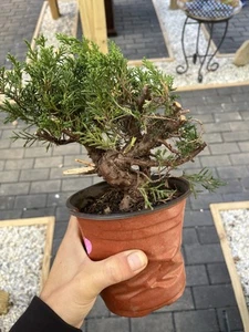 Shimpaku Juniper Prebonsai - Picture 1 of 3