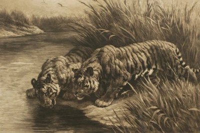 Reproducción de Tigres de una pared artística de Inglaterra grabado 1911 - PÓSTER 20x30 Foto 1 de 4