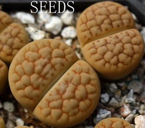 SEEDS - Lithops hookeri ‘Aubarede' C38A 20seeds - Picture 1 of 2