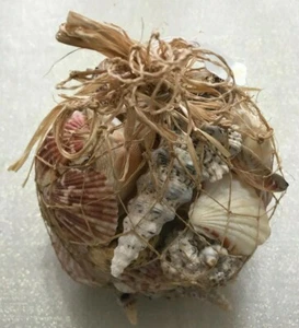 Sea Shells Large Assorted 2.3 lbs. Natural (B52) - Picture 1 of 5
