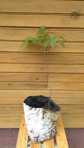 6" – 12" Pecan Tree – Carya illinoinensis – live tree