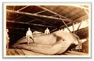 CHANUTE KANSAS RPPC ~ Whale at SANTA FE Railroad tracks ~ Pacific Whaling CO. - Picture 1 of 2