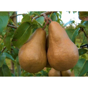 Dwarf Bosc Pear Tree - Sweet and Hardy Cinnamon Brown Pears (Bare-Root, 3 Ft. to - Picture 1 of 12