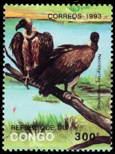 P.R. KONGO 1014 - Haubengeier "Necrosyrtes monachus" (pb89737) - Bild 1 von 1