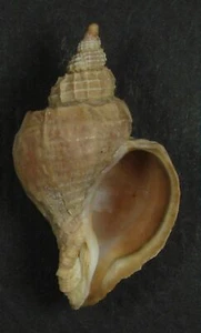 TROPHON ACORDONADA 38.10mm BEAUTIFUL RARE SPECIMEN Puerto Deseado, Argentina - Picture 1 of 2