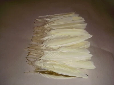 30 + PLUMAS DE ALA SECUNDARIA AMARILLO CACATÚA DE 3" A 5" MUDA NATURAL ARTE DE AVES MASCOTAS Foto 1 de 4