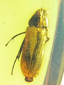 Fósil Cretácico Ámbar birmano Burmita Plancton Insecto Ámbar Fósil Myanmar - Imagen 1 de 5