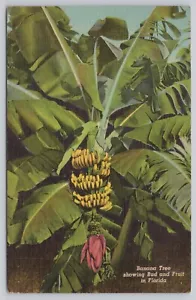 Postal de lino de plátano mostrando brotes y frutas c1951 - Imagen 1 de 2