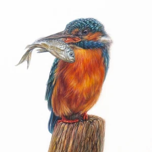 ORIGINAL Watercolour Painting. River Kingfisher with Fish 10”×10” by Mila Ansell - Picture 1 of 5
