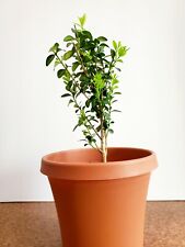 Boxwood Bonsai Tree in Brown Plastic Pot