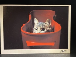Cat Photography Art Bruno Maso Vintage 4x6 Postcard 1 - Picture 1 of 2
