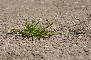 MARIO STRACK - Pavement Undermined 3 limitiert Fotografie Original sign.Bilder - Bild 1 von 3