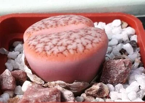Lithops gracilidelinata café con leche semillas ROJAS 10 piezas 2021 - Imagen 1 de 3