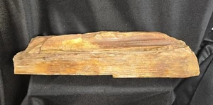Beautiful Petrified Wood Tree Or Branch Section 1280 Grams 29 cm Long - Picture 1 of 12