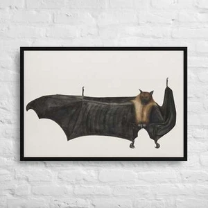 Great Indian Fruit Bat (ca. 1777–1782) 36x24-Framed Canvas Print - Picture 1 of 1