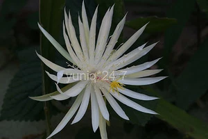 (1) ~SCHNEIDEN ~ 8 Zoll langes Epiphyllum ~ Hookeri Strictum ~ Orchideenkaktus Sukkulenten - Bild 1 von 8