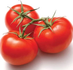 APOLLO Tomato plants - 4cell seedling punnet - Picture 1 of 2