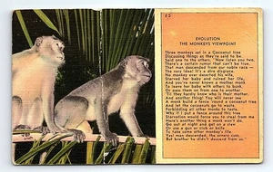 Vintage Farbbild Affen Evolution Postkarte von Novelt-Craft Miami - Bild 1 von 7