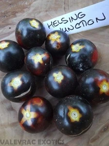 Tomate Helsing Junction - ¡Tomate cereza azul-negro 10+ semillas AZUL FINO! P... - Imagen 1 de 4