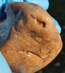 Botryoidal Geode Jasper Agate Specimen Mineral Crystal Stone 12.4oz Tennessee - Picture 1 of 11