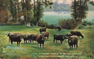 Postcard Cows Heifers Birthday Greetings 1906 Raphael Tuck Photochrome Series - Picture 1 of 2