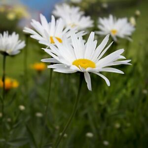 500 Graines de Grande Marguerite - fleurs plante vivace jardin méthode BIO