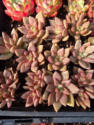 Imported  peach garden succulent 5pc - Image 1 of 2