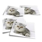 4x Rectangle Stickers - Scottish Fold Cat Kitten #3644