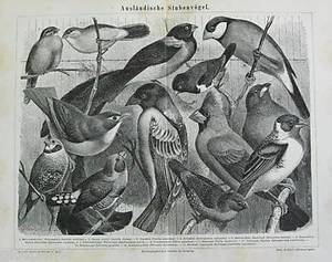 1873.Original_Xilo-Holzschnitt_VÖGEL.Meyers.Konv.Lexikon - Bild 1 von 1