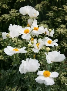 Californian Tree Poppy - Romneya coulteri - 12 Seeds - Superb Poppy-Like Flowers - Picture 1 of 3