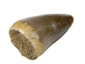 Mosasaurio fósil (Prognathodon)" diente - Marruecos - Imagen 1 de 4