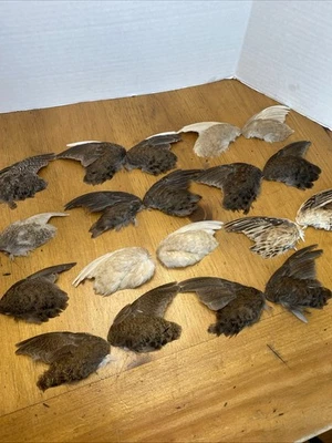 Пара настоящих перепелиных крыльев подходящий набор для таксидермии, завязывания мух, дрессировки собак - Изображение 1 из 4