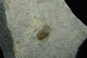 Trilobite / Brachyapidion Microps / esemplare fossile Cambriano / gamma di case, Utah - Foto 1 di 2