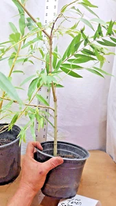 Weeping Willow Tree in Nursery Pot. Salix Babylonica. Landscape. Pre Bonsai. - Picture 1 of 5