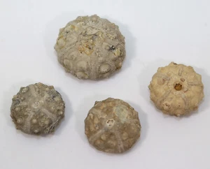 Seeigel, Hemicidaris luciensis, Jura, Bathon, Luc-sur -Mer, Frankreich -i305 - Picture 1 of 9