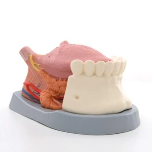 3B Scientific T12010 Tongue Model, 2.5 times Life-Size, 4 part -Anatomical Model - Picture 1 of 4