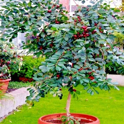 20 Strawberry Guava Tree Seeds (Psidium cattleianum) Edible Garden Fruit Plant - Image 1 of 4
