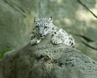 Color 8x10 of a snow leopard at the Roger Williams Park Zoo