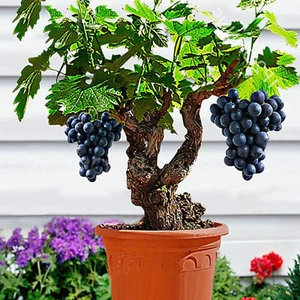 Plinia Cauliflora Seeds, 85Pcs / Bag Grape Seeds Nutritious Edible Landscapeb - Picture 1 of 9