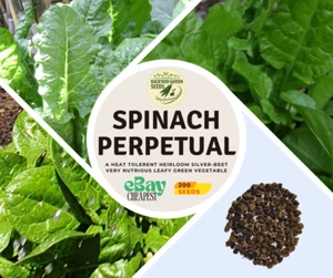 SPINACH PERPETUAL / Silver-Beet Heat Tolerant Heirloom Leafy Green Vegetable - Picture 1 of 1