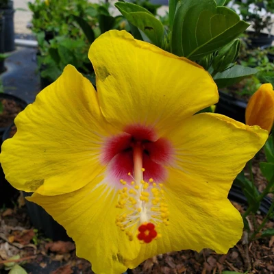 Planta iniciadora de hibisco de tequila de 6 pulgadas - viva, sin envío, vibrantes flores tropicales Foto 1 de 4