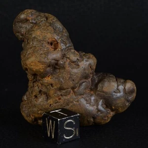 Fossile Coprolithe dinosaure ou reptile 5,5 cm 42,07 g USA coprolite - Picture 1 of 6