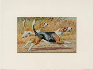 BEAGLE HOUND OLD 1958 NATIONAL GEOGRAPHIC DOG ART PRINT MOUNTED - Picture 1 of 1