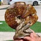 282G Rare! Natural Tentacle Ammonite Fossilspecimen Shell Healing Madagascar