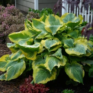 Hosta Seducer 5.25" Pot Well Rooted Perennial Shade Plant Proven Winners - Picture 1 of 5