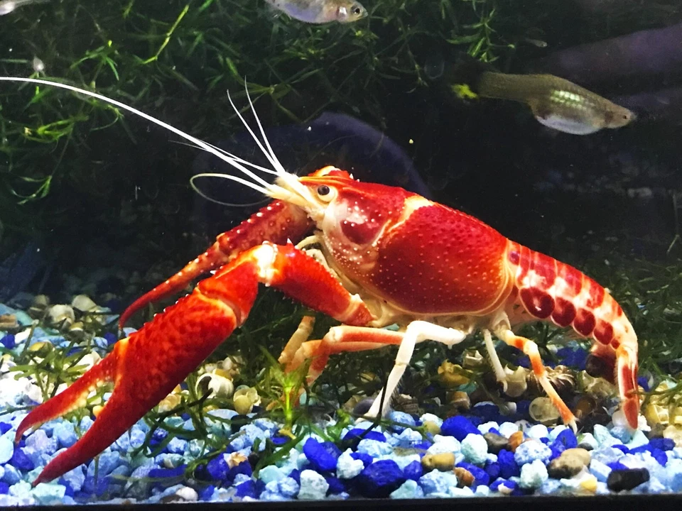火球 - LIVE Procambarus Clarkii 小龙虾 JUVENILE - 一块爪子!!! — 第 1/1 张图片