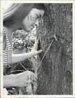 1970 Press Photo Alicia Waldron Removes Oak Borer Worm from Tree - afa65640
