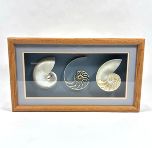 VTG Nautical White Pearly Nautilus Shells Shadowbox Wall Art Wooden Frame - Picture 1 of 7