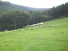 Photo 6x4 Rounding up sheep Llaneglwys Two Welsh collies, a landrover, an c2011