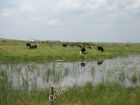 Photo 6x4 Cows grazing by the waterside Rainham/TQ5282 View taken lookin c2010